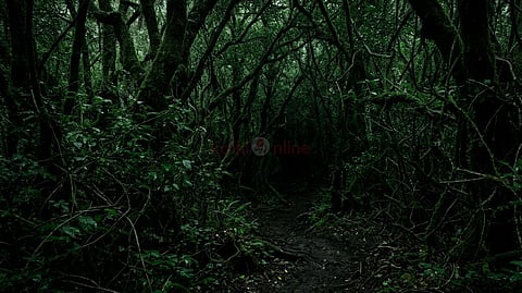மதிகெட்டான் சோலை