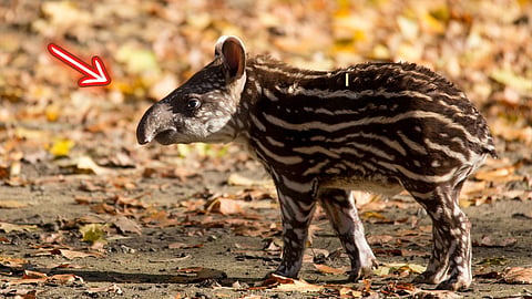 தபீர் | South American Tapir