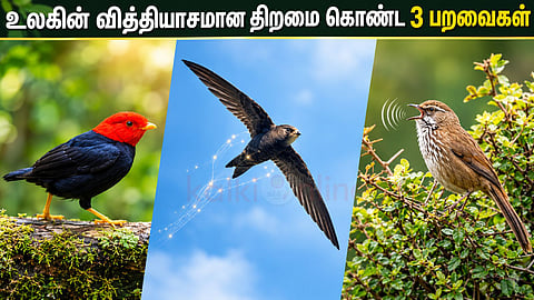 பறவைகள் | 3 amazing birds