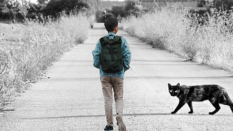 பூனை சகுனம் - cat omen meaning
