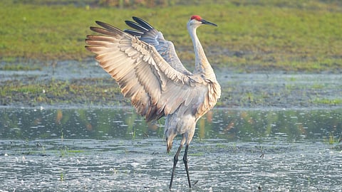 சைபீரிய நாரை | Siberian crane