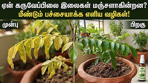 கருவேப்பிலை செடி | curry leaf plant
