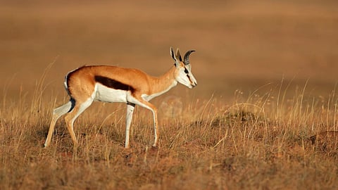ஸ்பிரிங்பாக் மான் | Springbok antelope