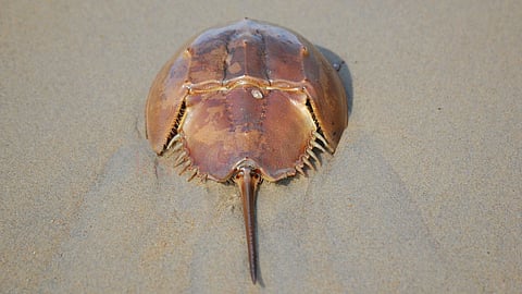குதிரைலாட நண்டு | Horseshoe Crab