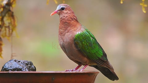 மரகதப்புறா | Emerald Dove