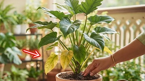 இலைகள் | Plant