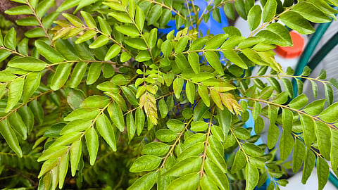 கறிவேப்பிலை (Curry leaves) - curry leaves safety