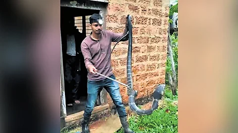 ಕಾಳಿಂಗ ಸರ್ಪವನ್ನು ರಕ್ಷಣೆ ಮಾಡಿದ ಉರಗ ರಕ್ಷಕ ಪವನ್ ನಾಯ್ಕ್.