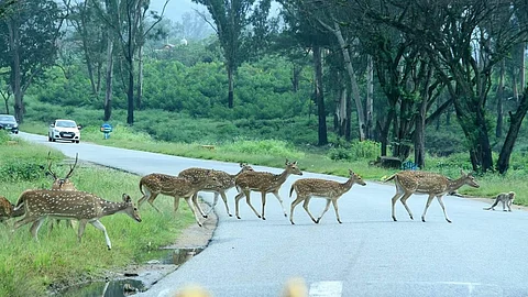 ಬಂಡೀಪುರ ರಾತ್ರಿ ಸಂಚಾರ ನಿಷೇಧ ಸಮಸ್ಯೆ: ಸುರಂಗ ಮಾರ್ಗದ ಪರಿಹಾರಕ್ಕೆ DPR