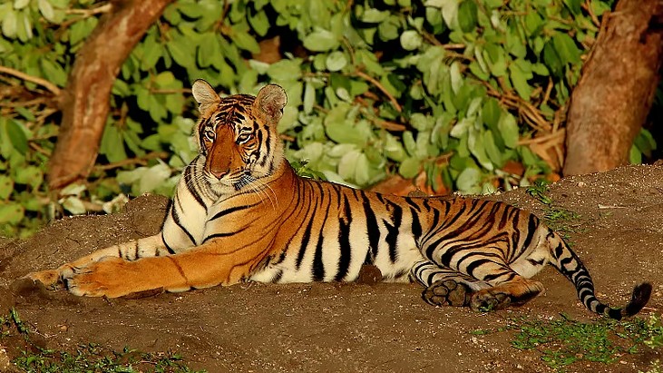 representational image
