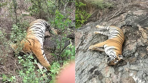 tigress, 4 cubs found dead