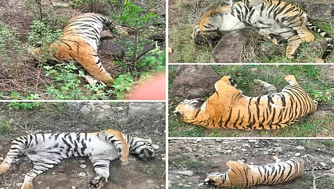Tigers dead