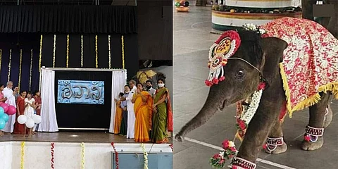 ಶಿವಾನಿ ಆನೆ