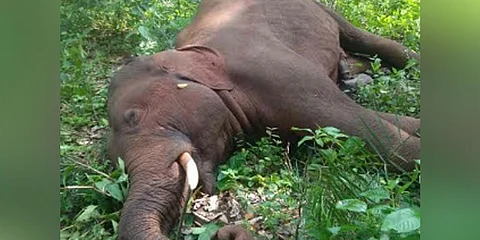 Elephant Death in Karnataka: ಬಂಡೀಪುರದಲ್ಲಿ ಅರಣ್ಯ ಇಲಾಖೆಯ ಆನೆ ಕುಸಿದು ಹಠಾತ್ ಸಾವು