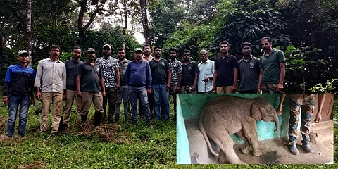 ಆನೆ ಹಿಂಡಿನಿಂದ ಬೇರ್ಪಟ್ಟ ನವಜಾತ ಆನೆ ಮರಿ