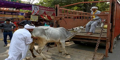 ಉತ್ತರ ಪ್ರದೇಶ: ಗೋವುಗಳನ್ನು ಸಾಗಿಸುತ್ತಿದ್ದ ವ್ಯಕ್ತಿಗೆ ಅಪರಿಚಿತರಿಂದ ಗುಂಡಿನ ದಾಳಿ