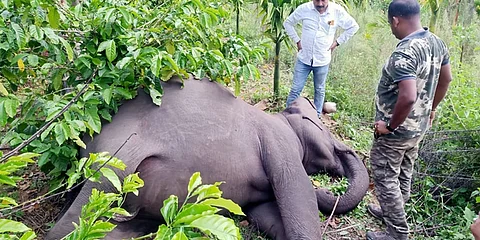 ಗುಂಡೇಟಿಗೆ ಬಲಿಯಾದ ಗರ್ಭಿಣಿ ಆನೆ