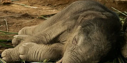 ಆನೆ ಮರಿ (ಸಂಗ್ರಹ ಚಿತ್ರ)