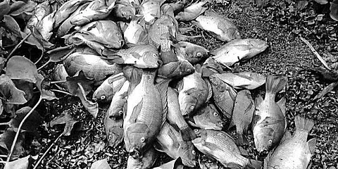ಪ್ರಾತಿನಿಧಿಕ ಚಿತ್ರ
