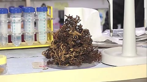 IIT Kanpur Creates Sponge To Control Bleeding Immediately!