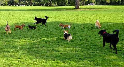 first dog park in Kanpur