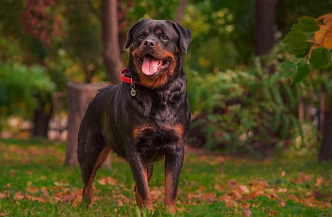 Your Ultimate Pet Parent’s Guide In Kanpur