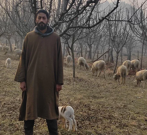 Mudasir Kar with his flock of sheep in a village in Handwara, North Kashmir. Photo/Shah Khursheed