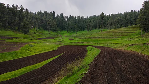 Bosian Rafiabad, a second high-altitude potato seed farm in north Kashmir Baramulla district achieved record-breaking production in 2022 and 2023 of potato seeds despite long-standing neglect and infrastructure challenges.
