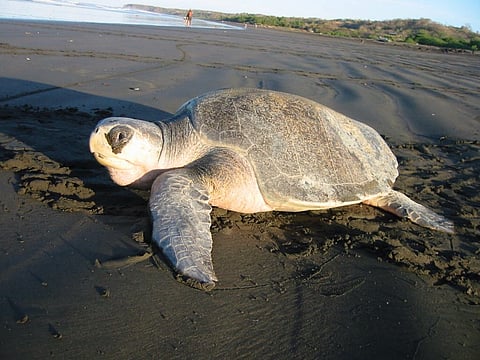 Female after laying eggs on a beach.