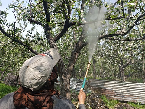 Focused on the task, a farmer directs a steady mist towards the heart of the orchard canopy.