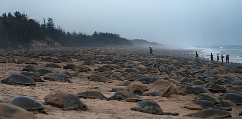 Gahirmatha and Rushikulya in Odisha, India, serve as major mass nesting or arribada rookeries outside Central America.