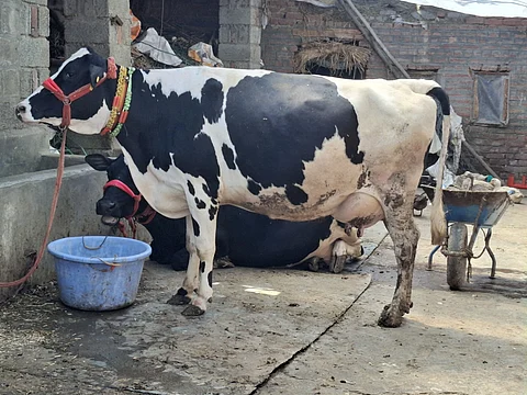 Imported Cows at Gulshana’s Dairy: Gulshana’s dairy business in Kashmir began with cows brought from outside the valley now they’re central to a thriving local milk supply chain led by women, in Pulwama, Kashmir.