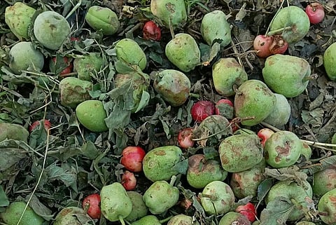A view of the damaged apples of different varieties on the ground of an orchard in Shopian, Kashmir, due to hailstorm on June 01, 2025.