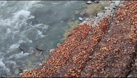 Rotten apples become toxic after decaying and mixing with canal water of of Ranbi Ara at Lassipora Industrial Estate, Pulwama in Kashmir.