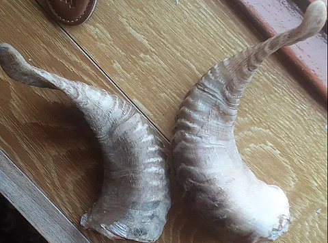 An alchemist's trophy of sheep's horns.