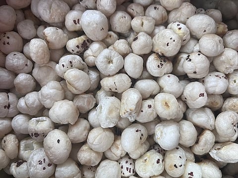 Makhana are the edible seeds of the Euryale ferox plant, a type of water lily that grows in stagnant ponds.