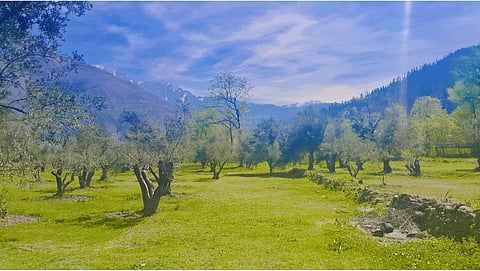 Nestled in the pristine valley of Uri, Kashmir’s first olive orchard showcases rows of carefully planted olive trees against the backdrop of majestic Himalayan peaks.