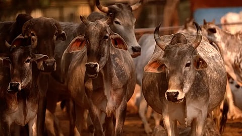 Cows are worshipped by Hindus, who make up most of India's population.