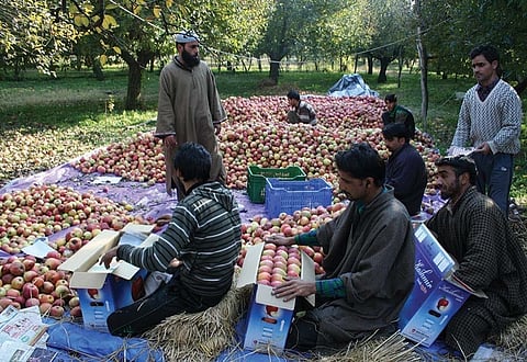 In Hakura-Badasgam, farmers sifting out healthy apples from the rotten ones and packing them in boxes for export to market in India.