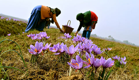 Kashmir’s Crimson Pride – Mother-daughter tradition of collecting saffron together from a field in Pampore, Kashmir.