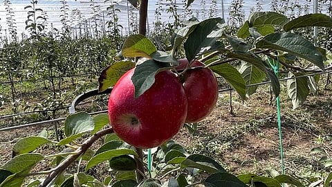 Fully grown apples on a tree in an orchard with new varieties of high-density apple trees in Baramulla district of Kashmir.