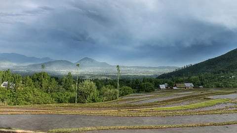 A view of the agriculture fields which are disappearing for carving out of roads and raising of concrete jungles in Kashmir.