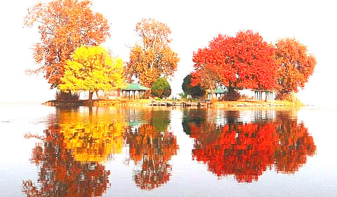Chinar trees during autumn in Dal Lake, Srinagar, Kashmir.