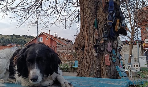 Not an ordinary dog. Amasra dog, who brings people to pray in the mosque in Turkiye.
