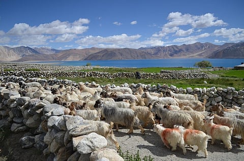 Pashmina goats in Changthang in Ladakh region of erstwhile Jammu and Kashmir.