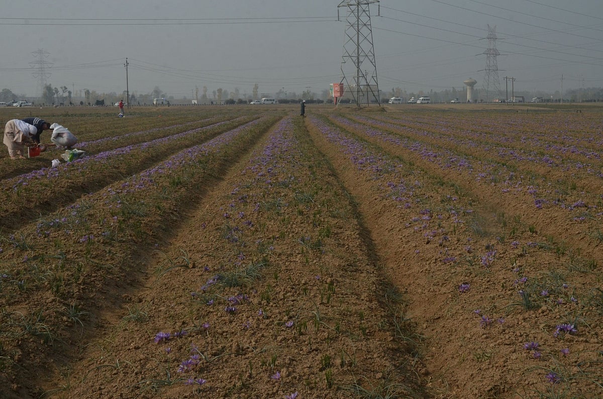 The saffron fields, bathed in the soft light of early morning, stretch as far as the eye can see, with each flower a symbol of patience, dedication, and love for the land. The image is representative.