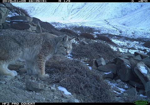 A camera trap image of a Eurasian lynx at Hemis National Park in Ladakh. Photo by Forest, Ecology & Environment Department, Ladakh.