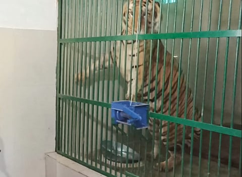 Jambu Zoo roars to life with arrival of Lions and Tigers