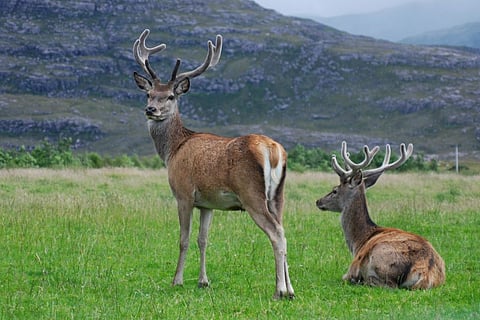 A file photo of Hangul, Kashmir stag in Dachigam National Park, a wildlife reserve in Kashmir, J&K.