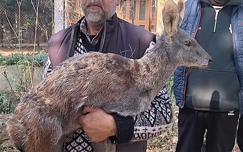 A photo of Musk Deer after it was captured alive by Wildlife Protection Department in Kashmir, Jammu and Kashmir on Tuesday, December 12, 2023. Photo/Open Source